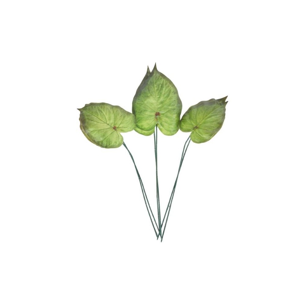 SET 6 FOGLIE ALOCASIA CUCULLAT